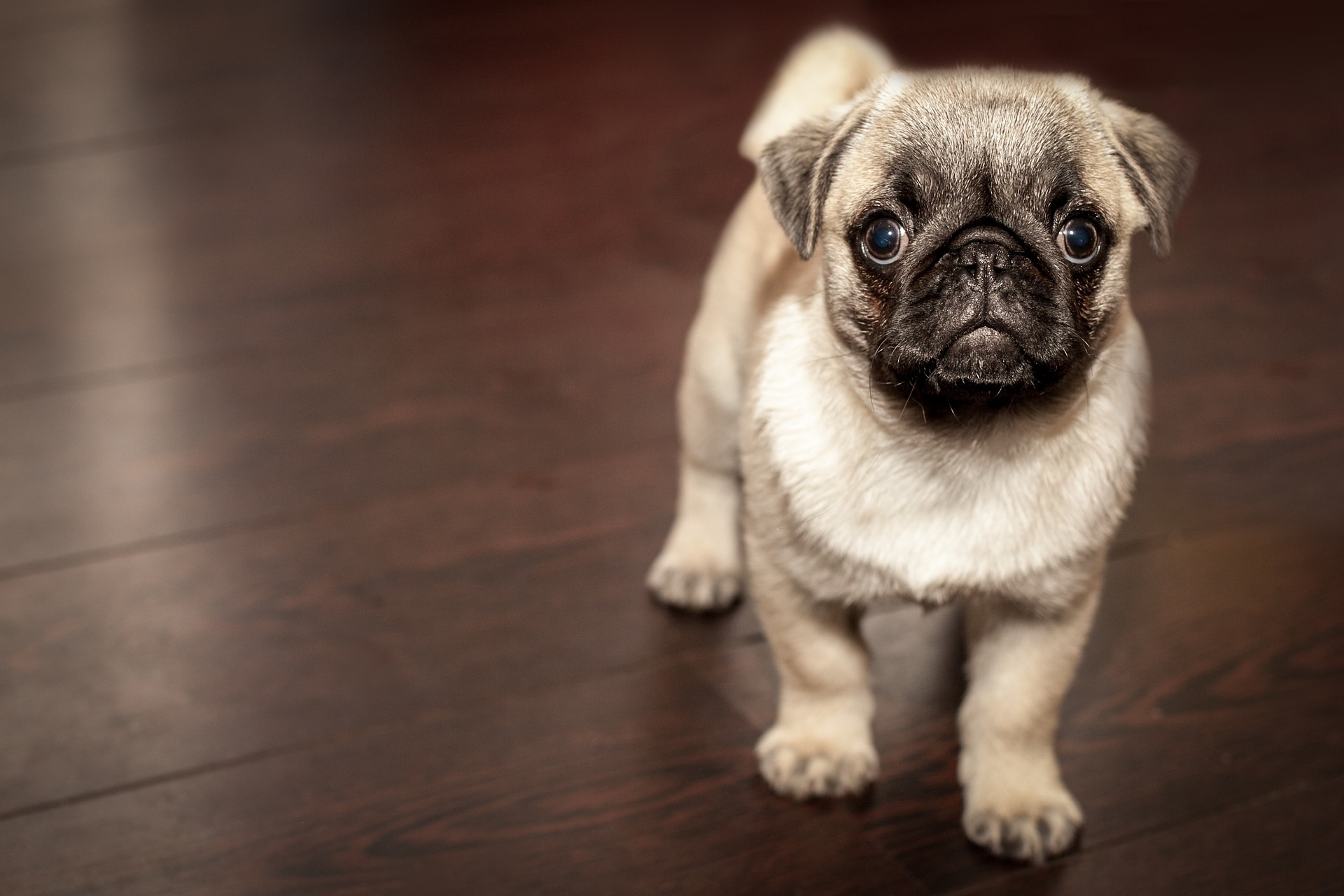 Pet-friendly flooring